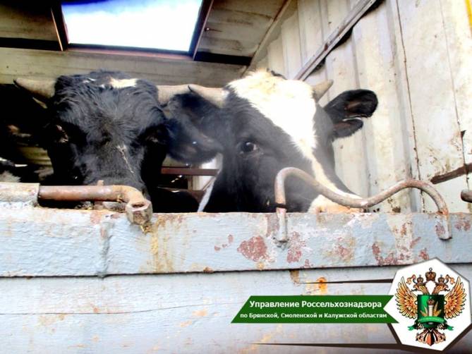 На Брянщину пытались проникнуть 3 тысячи кур и коров без документов