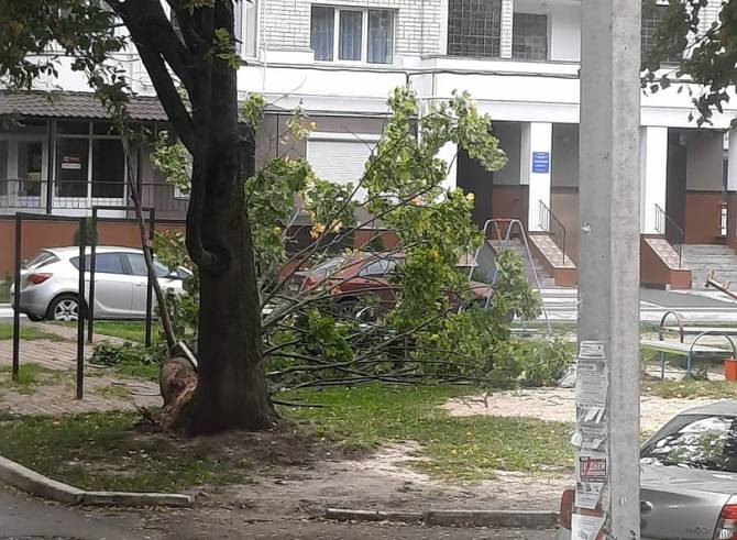 В Брянске ураганный ветер повалил дерево на детскую площадку