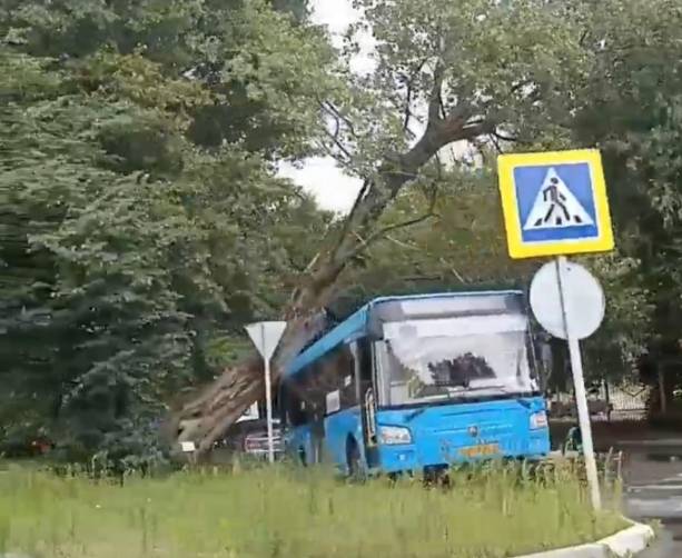 В Брянске на синий автобус рухнуло дерево
