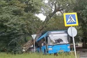 В Брянске на синий автобус рухнуло дерево