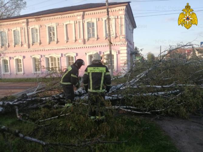 МЧС: в Брянской области ураган повалил более 40 деревьев