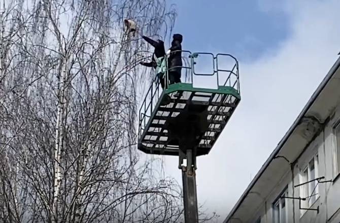 В Брянске спасли застрявшего на дереве котика
