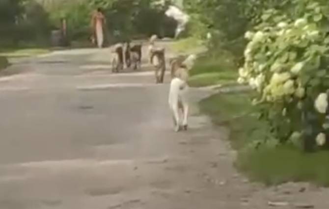 В Брянске бездомные псы захватили улицу Тютчева