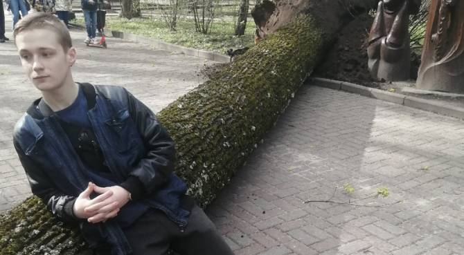 В Брянске в парке Толстого рухнуло огромное дерево
