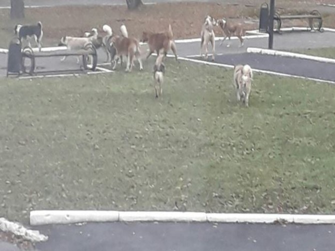 В Локте стая собак напугала маму с ребенком