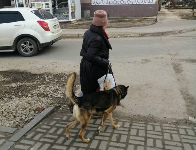 Жительницу Брянска обвинили в жестоком обращении с собаками
