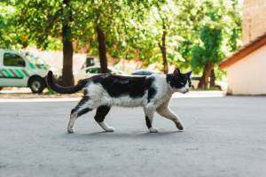В Новозыбкове сообщили о массовом убийстве кошек