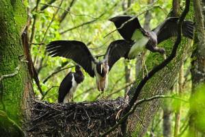 В Брянской области насчитали 57 видов птиц