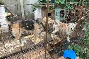 В брянском мини-приюте больше полусотни собак ждут любящих хозяев