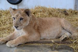 Задержанный на брянской таможне львёнок проходит реабилитацию в тульском зоопарке