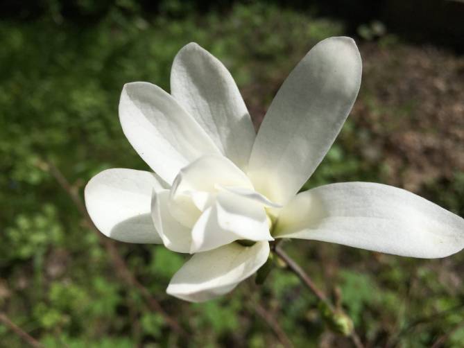 В брянском дендрарии зацвёл редкий японский цветок