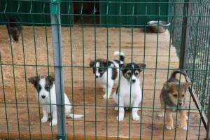 В течение 2022 года в Брянской области с улиц в приюты вывезли 2169 бродячих собак