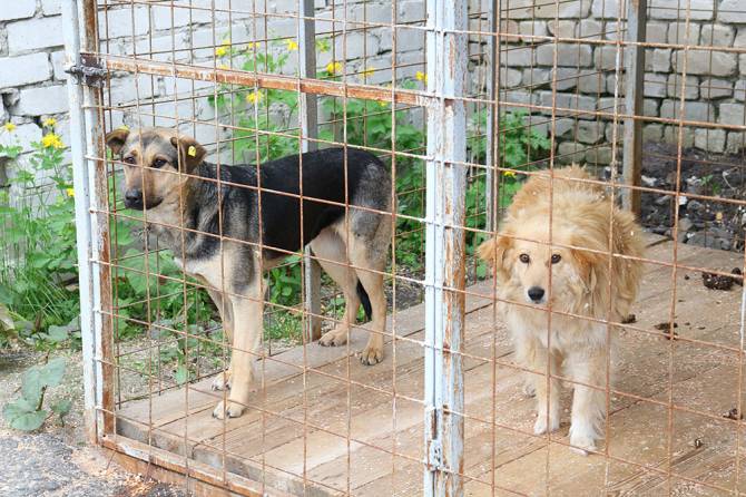 В Брянске 40 агрессивных собак оставили на пожизненный срок в приюте
