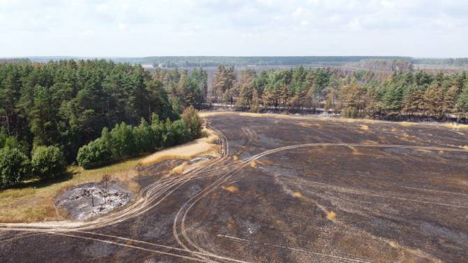 Руководитель новозыбковского сельхозпредприятия погубил 3 га леса и 43 га зерновых культур