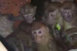 Задержанных на Брянщине краснокнижных обезьян отправят в Калугу