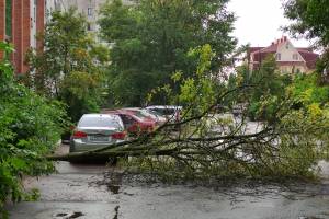 На улице Грибоедова в Брянске упало дерево