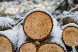 В Жуковском районе двое жителей незаконно купили лес