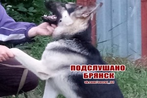 В Володарском районе Брянска украли собаку