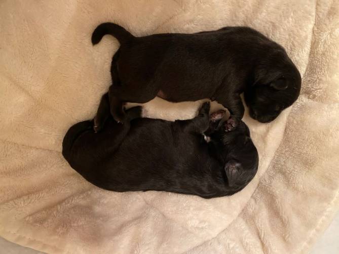 В Брянске на свалке нашли трупы новорожденных щенков 
