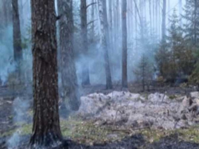 В Погарском районе сгорело 2 гектара леса