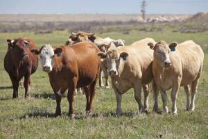 В Брянской области число крупного рогатого скота выросло в 2 раза