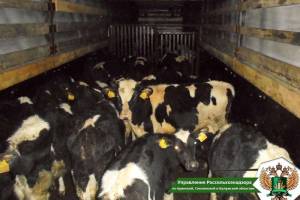 Брянские пограничники задержали грузовик с 50 коровами из Беларуси