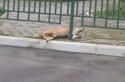 В Брянске догхантеры отравили собак в микрорайоне Сосновый Бор