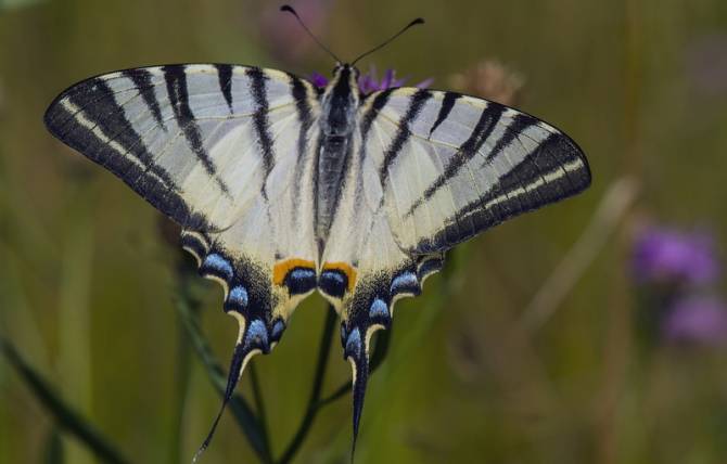 Брянцам предложили улучшить жизнь редкой бабочки