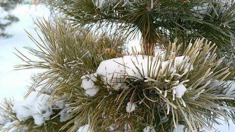 В Брянской области 12 января обещают небольшой снег и -14 градусов