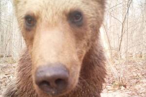 В «Брянском лесу» медвежонок сделал селфи