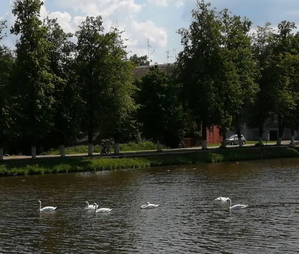 В центре Новозыбкова остановились на отдых дикие лебеди
