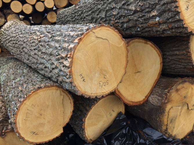 Брянскую «Пилораму №1» уличили в незаконном экспорте ценной древесины