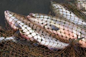 В Новозыбковском районе браконьера осудят за незаконную рыбалку