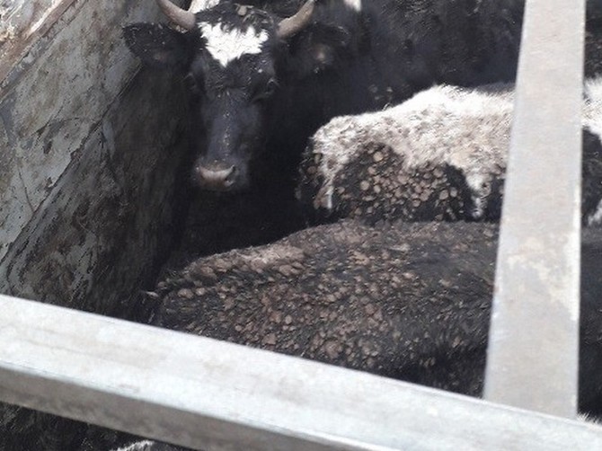 В Новозыбковском районе задержали 50 белорусских бычков-нелегалов