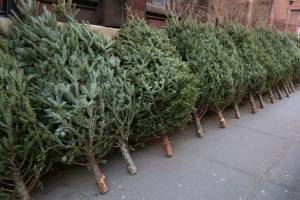 Брянские елки продают в Москве и Крыму