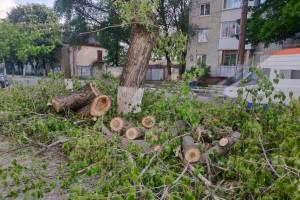 В Брянске из-за расширения вырубили деревья на улице Димитрова