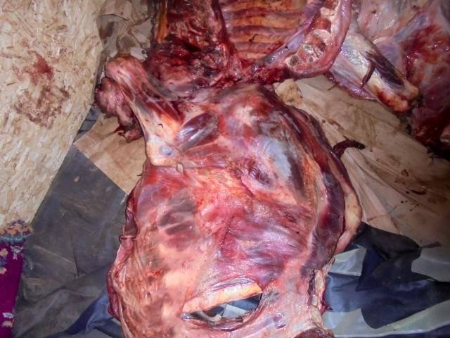 В Брянской области уничтожили 1,6 тонны мяса из Беларуси