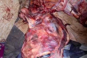 В Брянской области уничтожили 1,6 тонны мяса из Беларуси