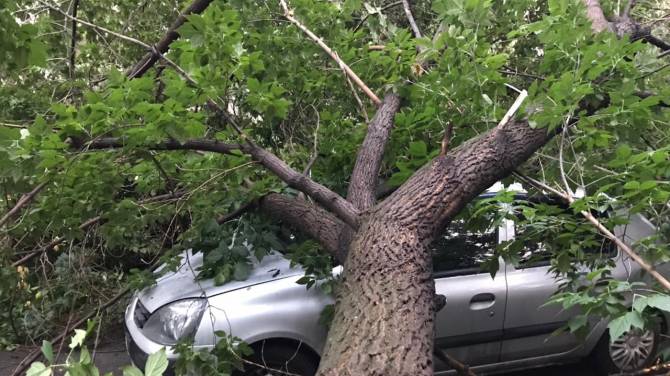 В Брянске на улице Глинки рухнуло дерево на автомобиль