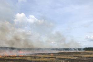На Брянщине сгорело 9 гектаров пшеницы и сельхозтехника
