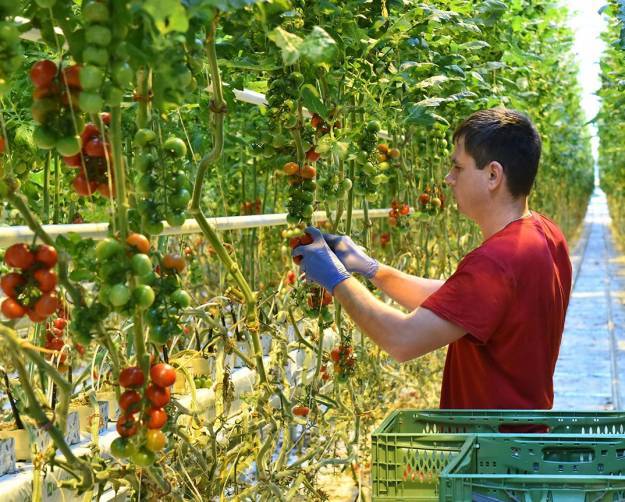 Под Брянском в Журиничах тепличный комбинат увеличит производство овощей в 6 раз
