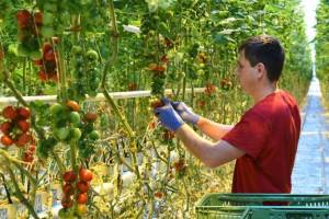 Под Брянском в Журиничах тепличный комбинат увеличит производство овощей в 6 раз