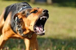 В Брянске комитет по ЖКХ оштрафовали за нападение бездомной собаки на двоих мальчиков 