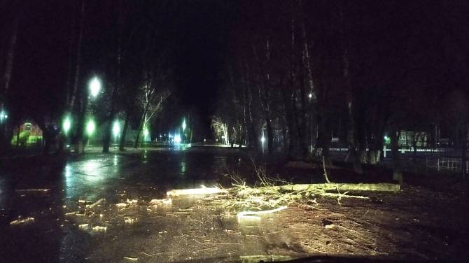 В брянском посёлке Локоть ураганный ветер разбросал по дороге ветви деревьев