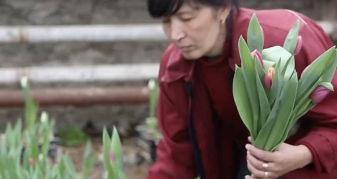 Брянские дорожники к 8 марта вырастили 19 тысяч тюльпанов