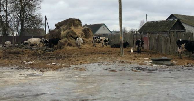 Жителей брянского села Дарковичи атаковали коровы