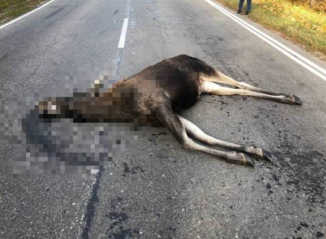 Под Новозыбковом водитель насмерть сбил лося и скрылся