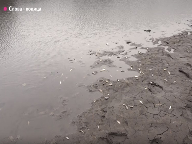 Прокуратура заинтересовалась гибелью рыбы в клинцовском озере