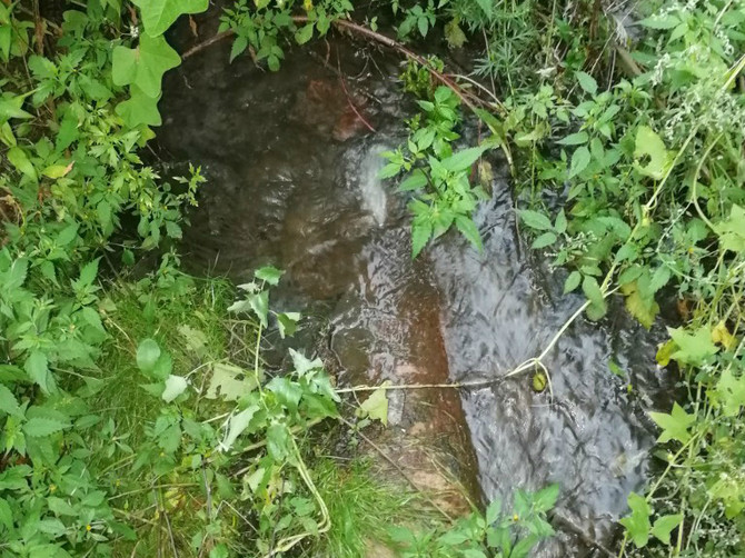 В Клинцах канализационные воды загрязняют речку Московку