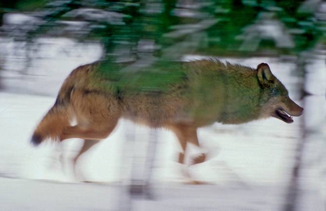В заповеднике «Брянский лес» постоянно живет всего одна волчья семья